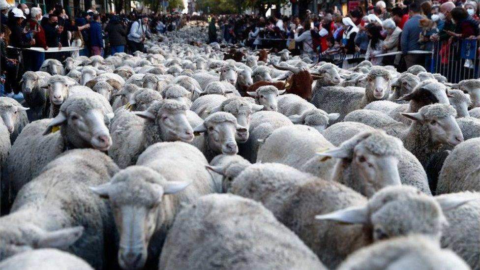 Local people watching thousands of sheep walking through the street.