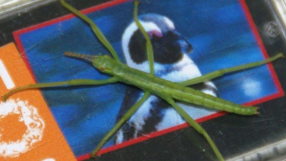 Lord Howe Island stick insect