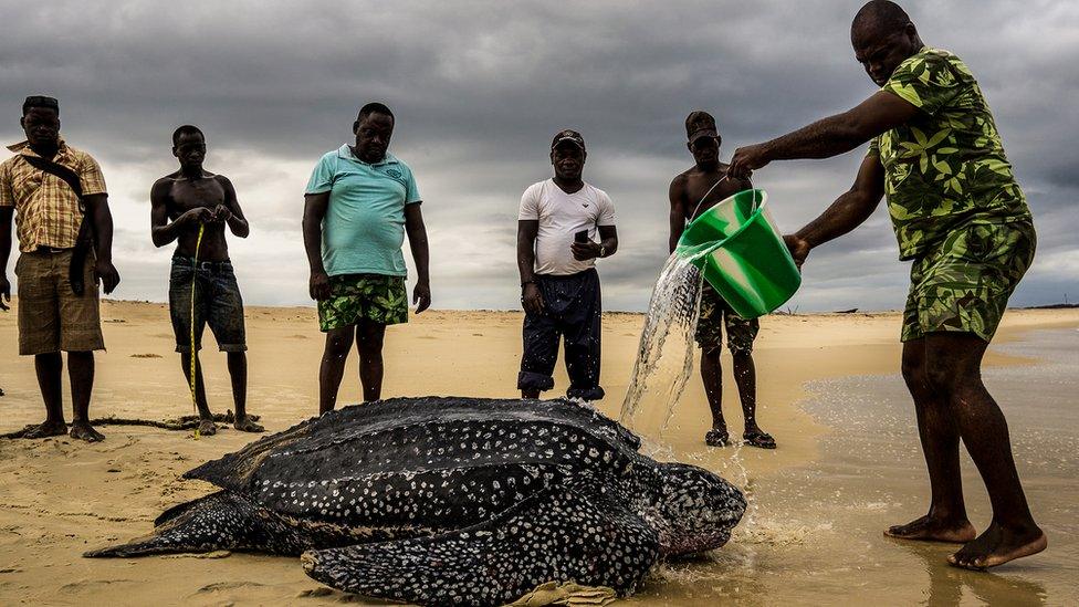 A female Leatherback turtle