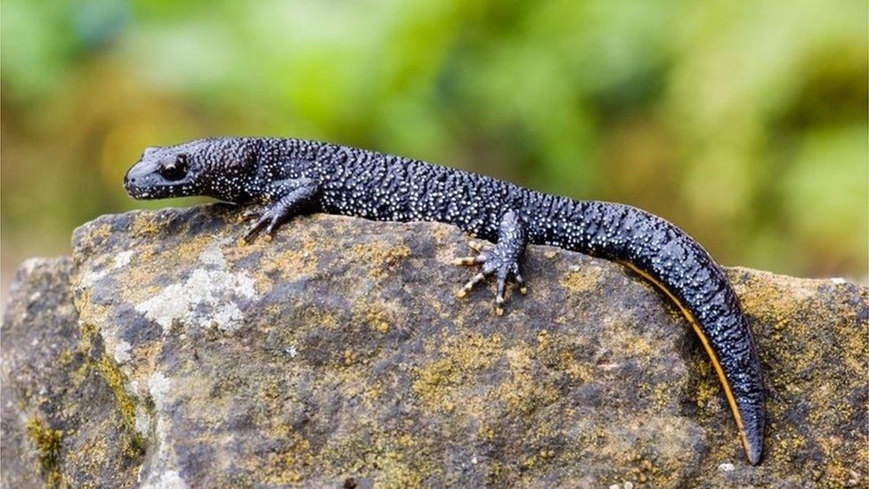 Great crested newt