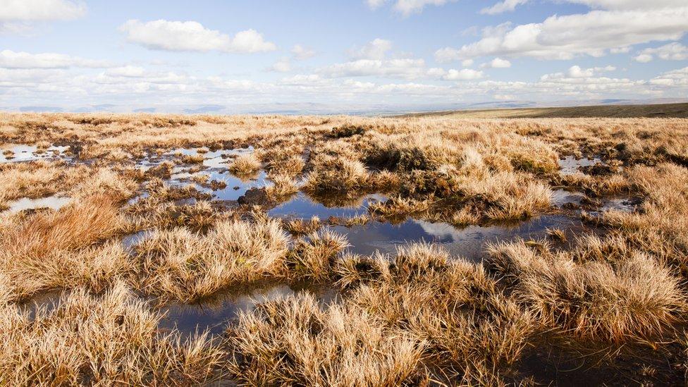 peat bog lake district