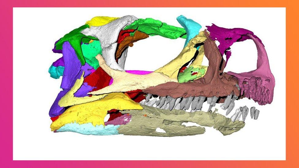 A-Micro-CT-scan-of-the-skull-of-the-newly-discovered-dinosaur-named-Ngwevu-intloko.