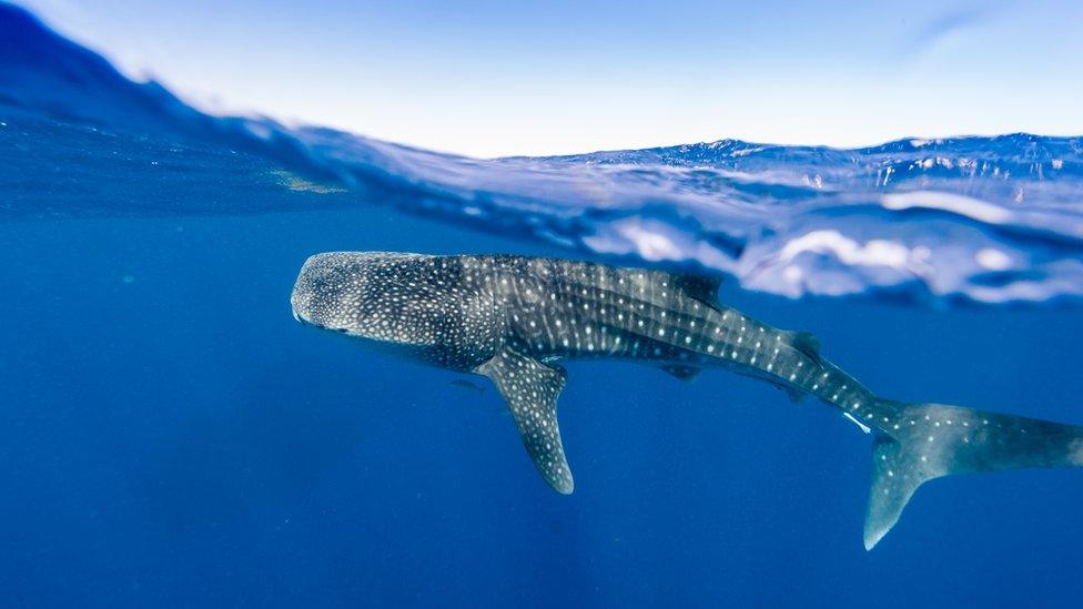 A shark in Western Australia
