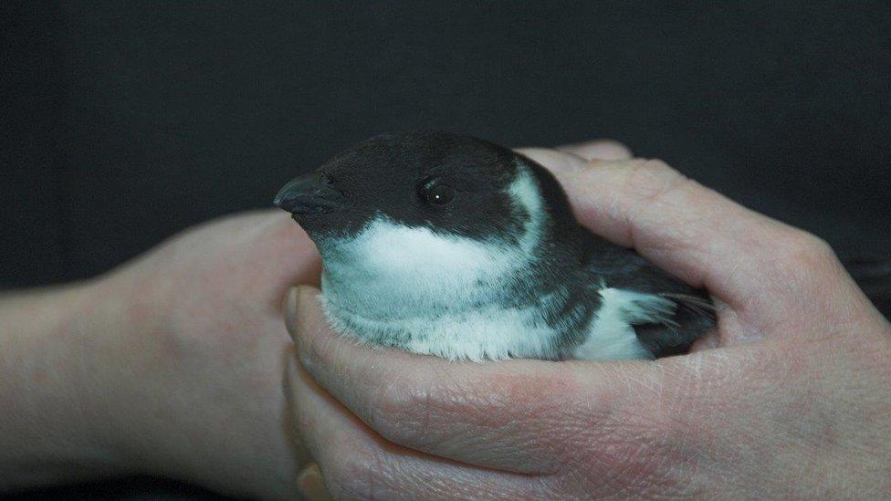 Auks