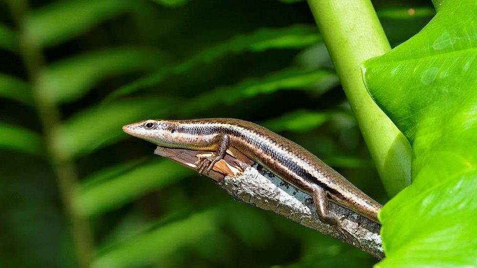 A Seychelles Skink