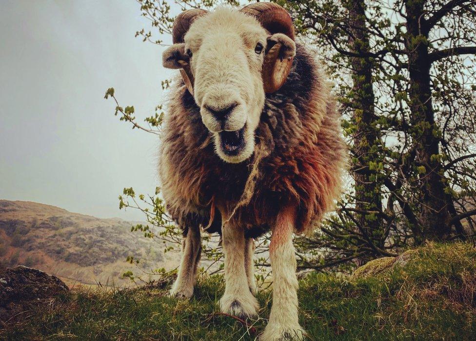 A Herdwick tup