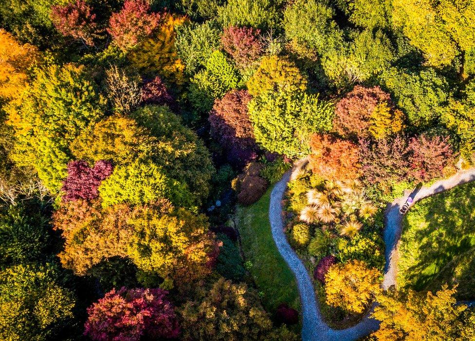 Aerial view of coloured treetops in The Acre Glade within The Garden House in Buckland Monachorum, Devon