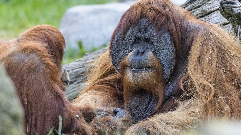 An orangutan at San Diego Zoo