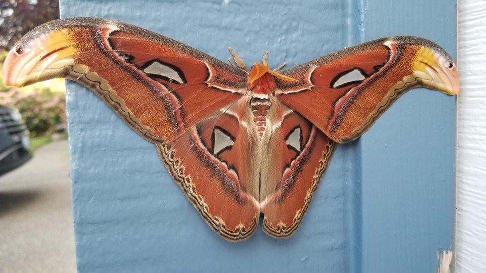 Atlas moth