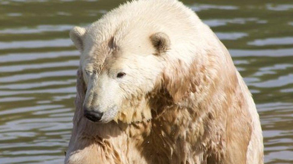 Ewa the polar bear in a lake