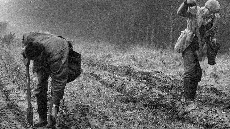 1919 - First trees planted at Eggesford Forest, Devon