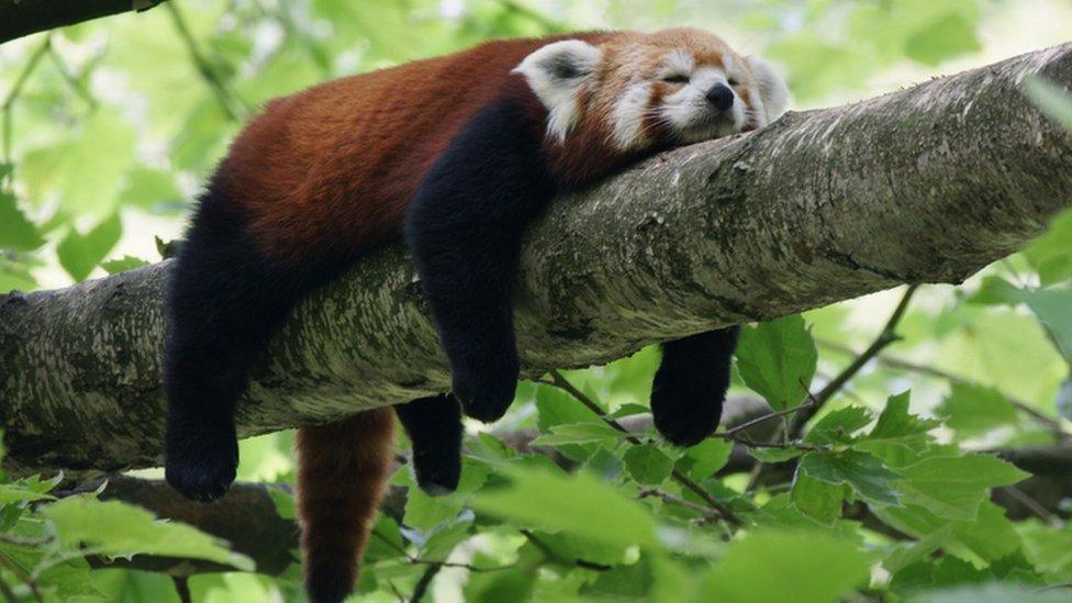 Red panda napping on a tree branch