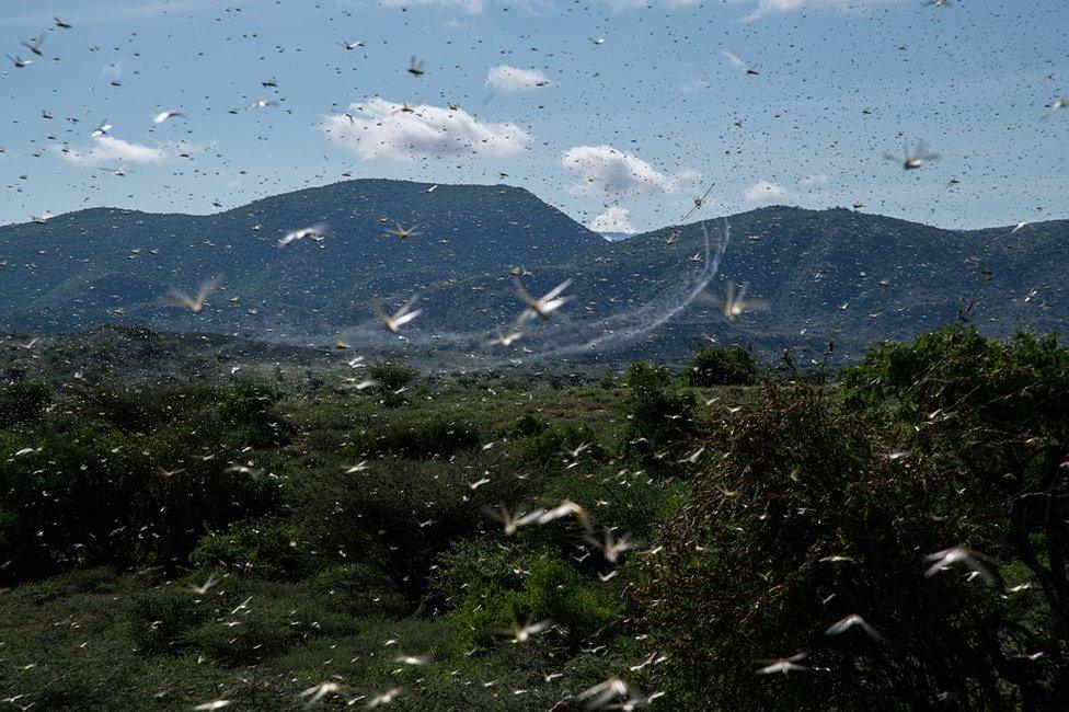 Locusts in the air