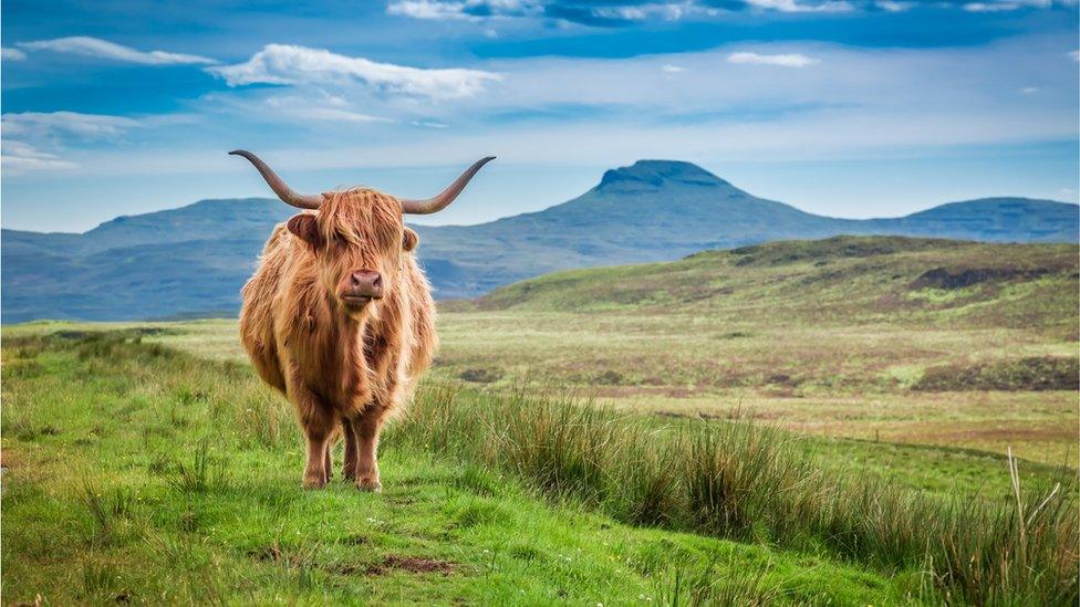 Highland cow