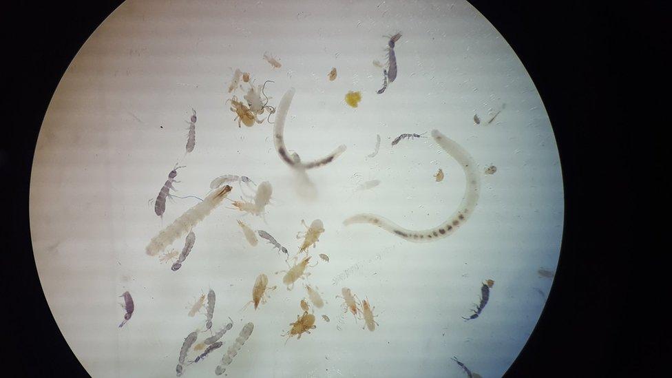 Organisms seen through a microscope