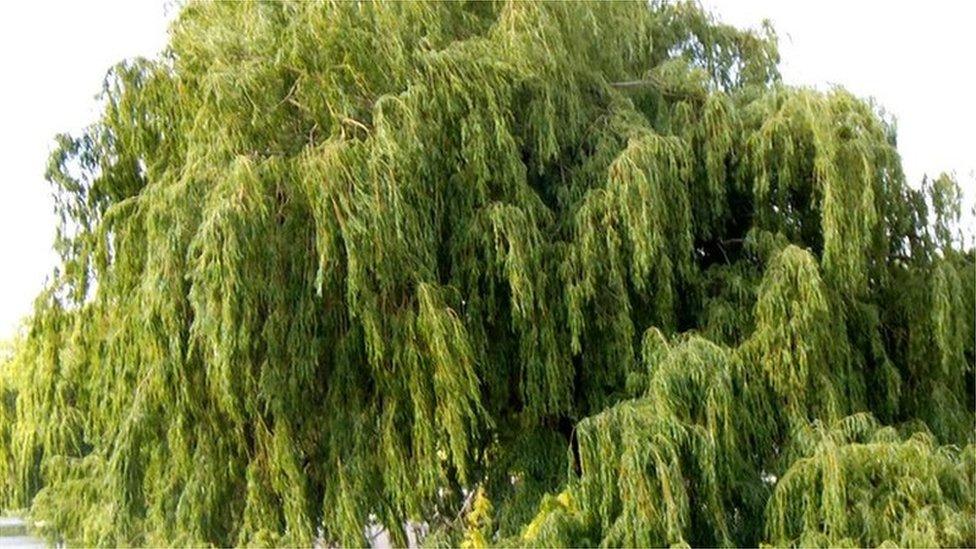 Willow (image: Oatsy40)