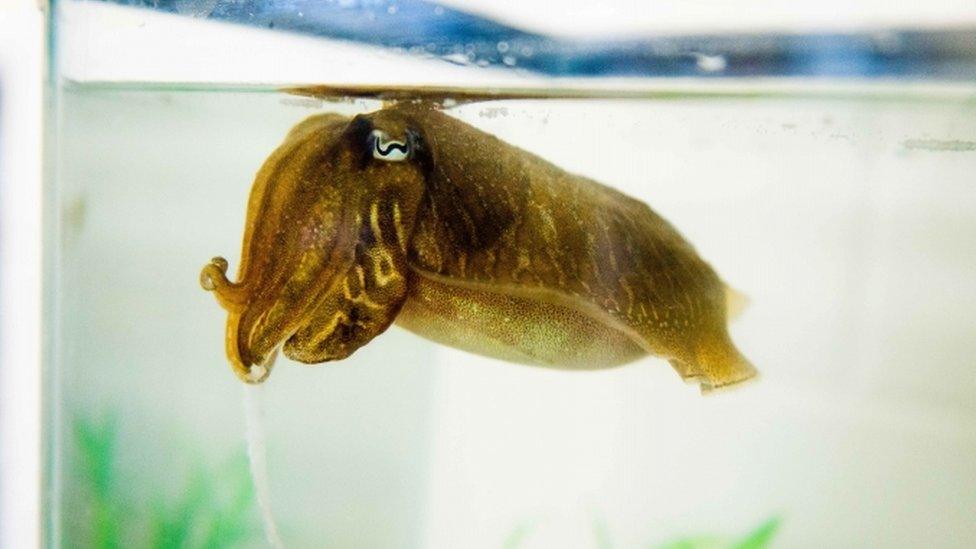 cuttlefish