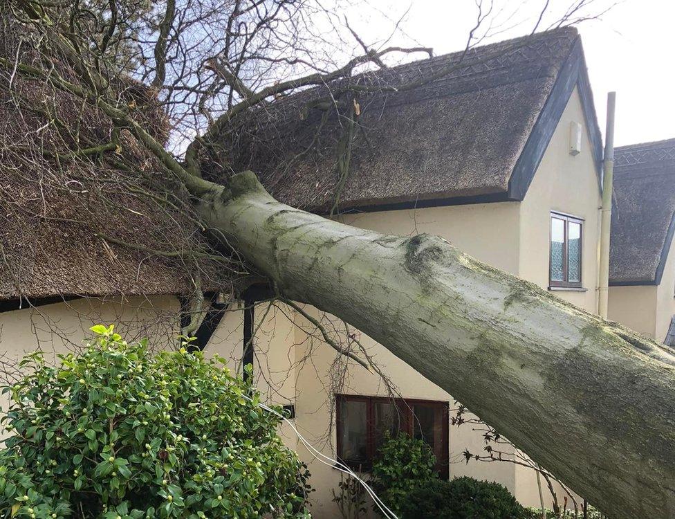 Tree on house