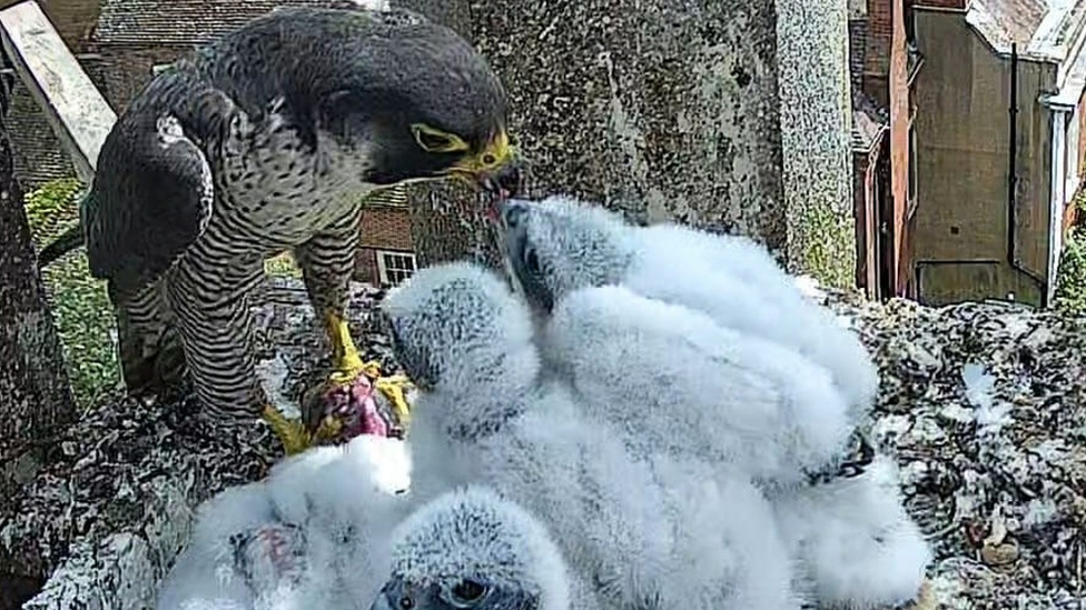 Peregrine with chicks