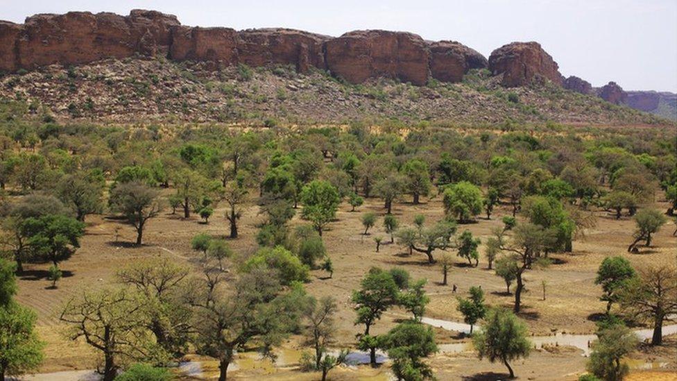 Trees in Mali