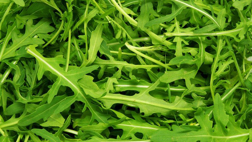 Rocket salad leaves