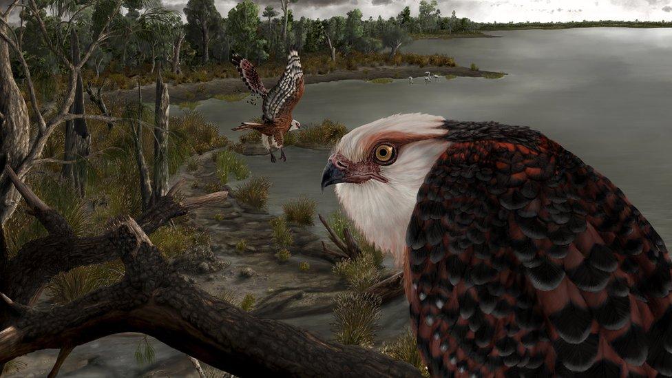 Archaehierax sylvestris, a newly described raptor fossil species which lived during the late Oligocene in Australia's interior. Artwork courtesy J Blokland, Flinders University.