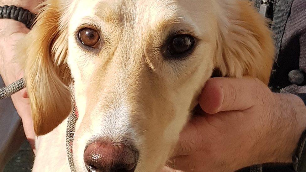 Stolen lurcher