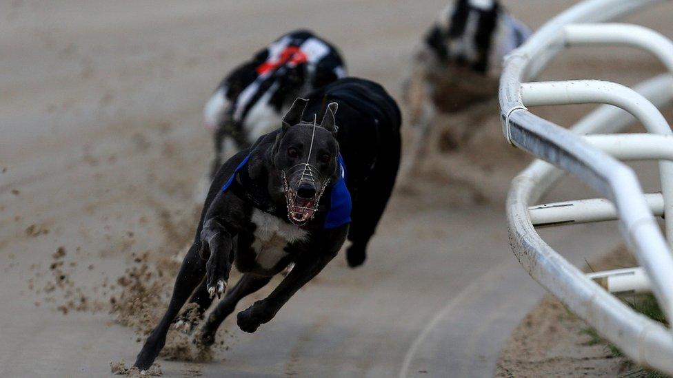 Greyhound racing