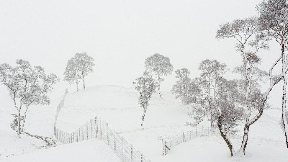 Trees under blizzard on February 24, 2020 in Cairngorms National Park, Scotland, UK