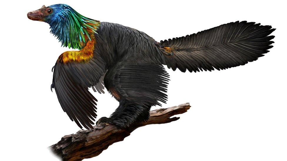 Caihong Dinosaur