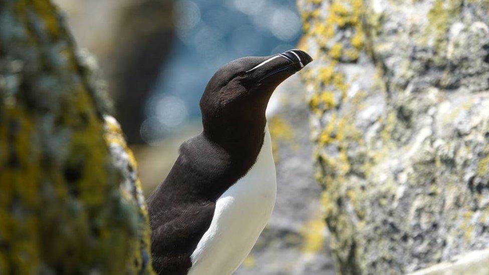 Razorbill on St Kilda