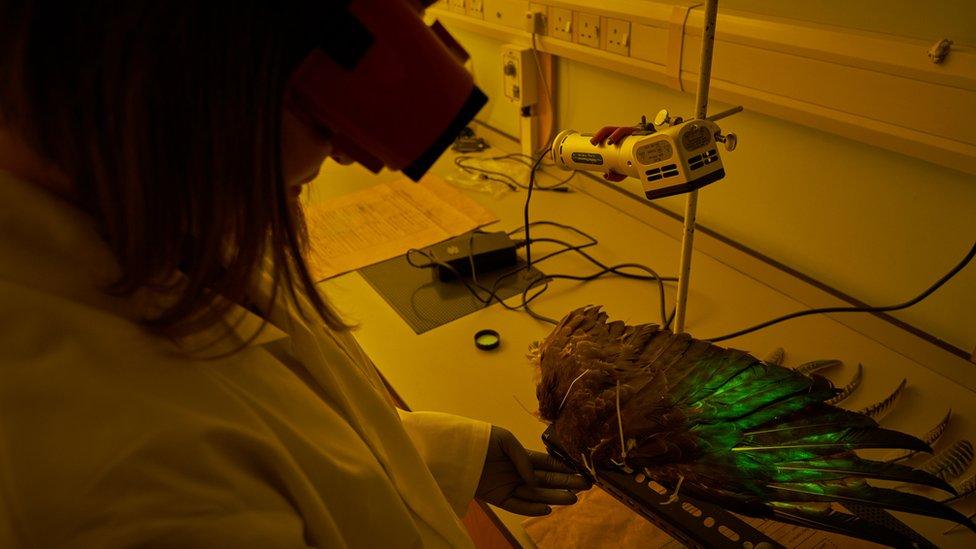 Analysing a feather with green magnetic fluorescent powder