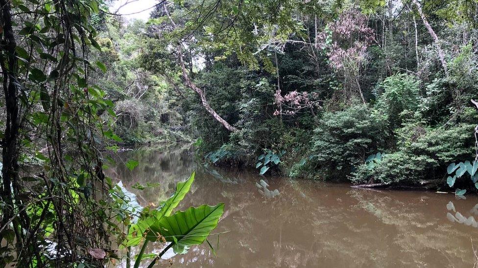 The river in Mangabe forest