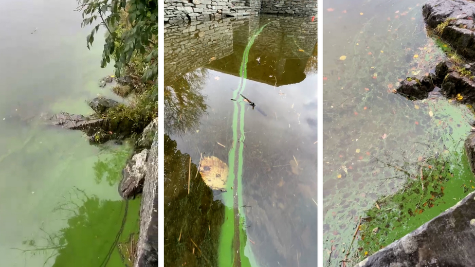 Pictures of green algae in Lake Windermere