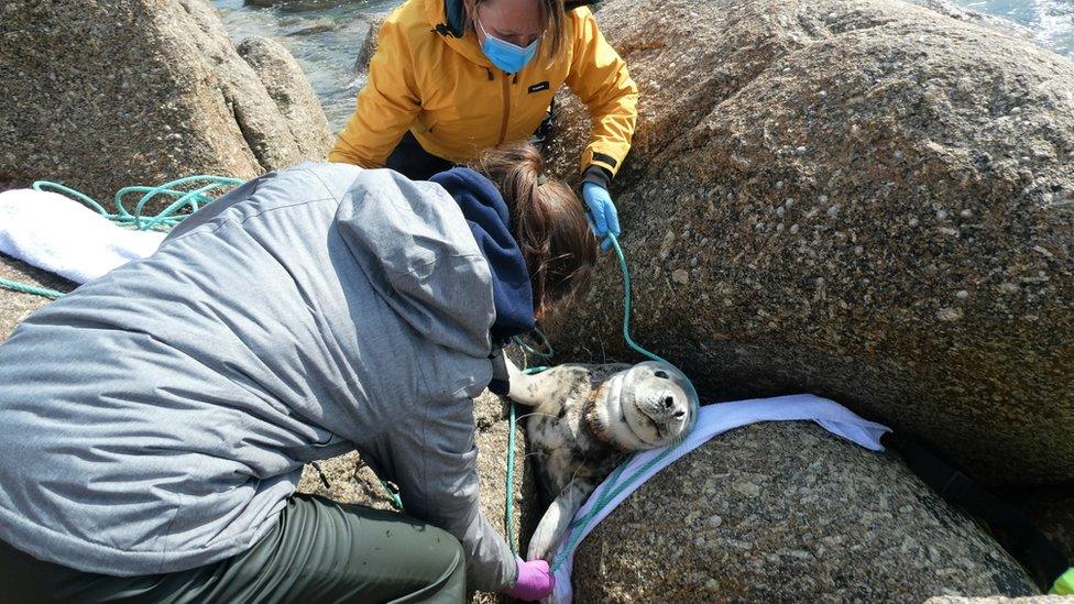 Seal stuck between rocks