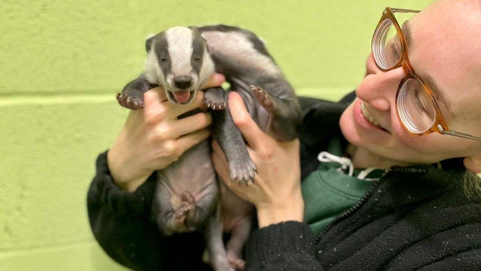 Rescued baby badgers