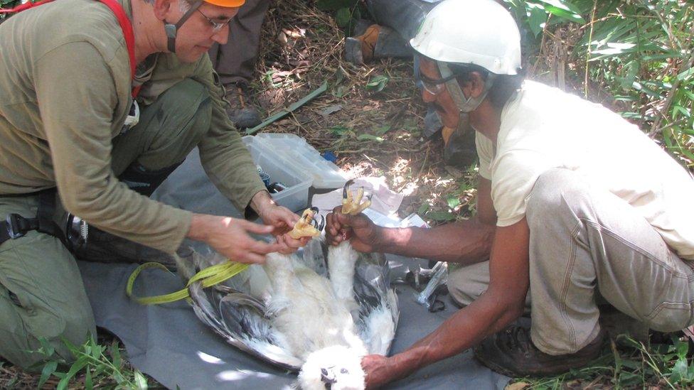 Alexander Blanco measuring a harpy eagle