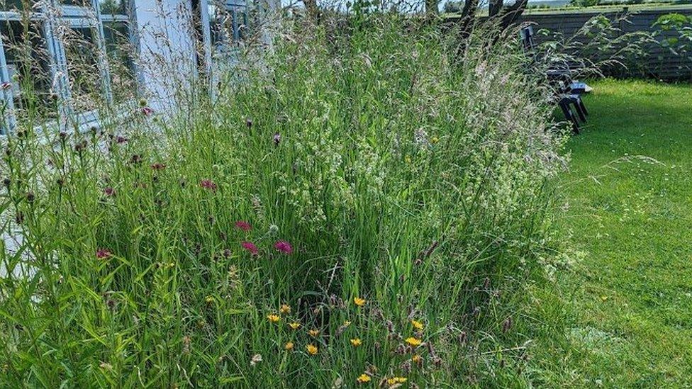 A patch of waist high wildflowers