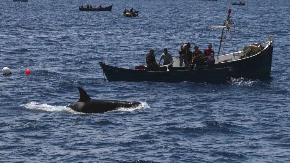 An Iberian orca and fishing boats in the Strait of Gibraltar