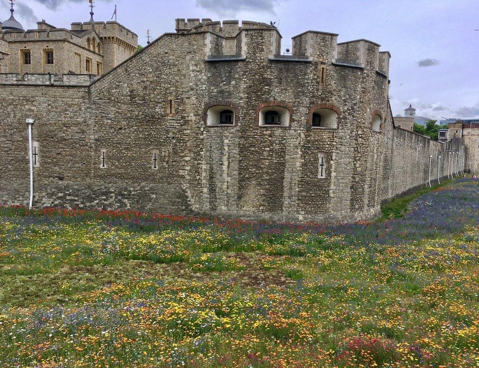 Wild flowers outside the Tower of London