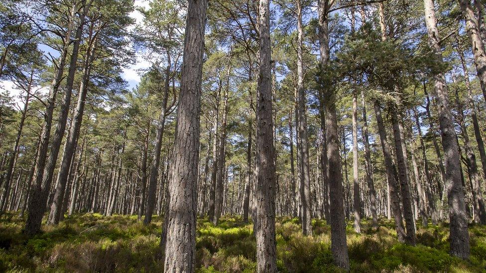 Forest in Scotland