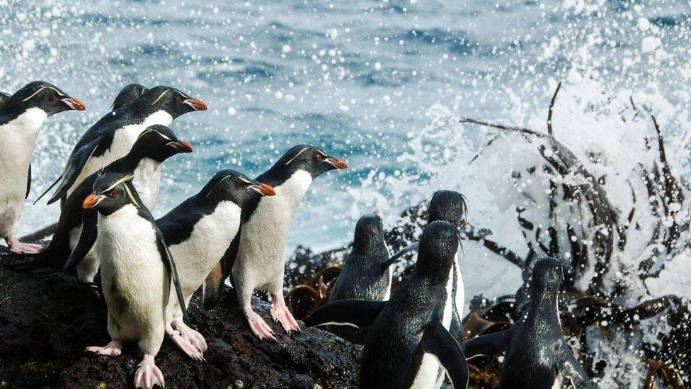 Rockhoppers on Campbell Island