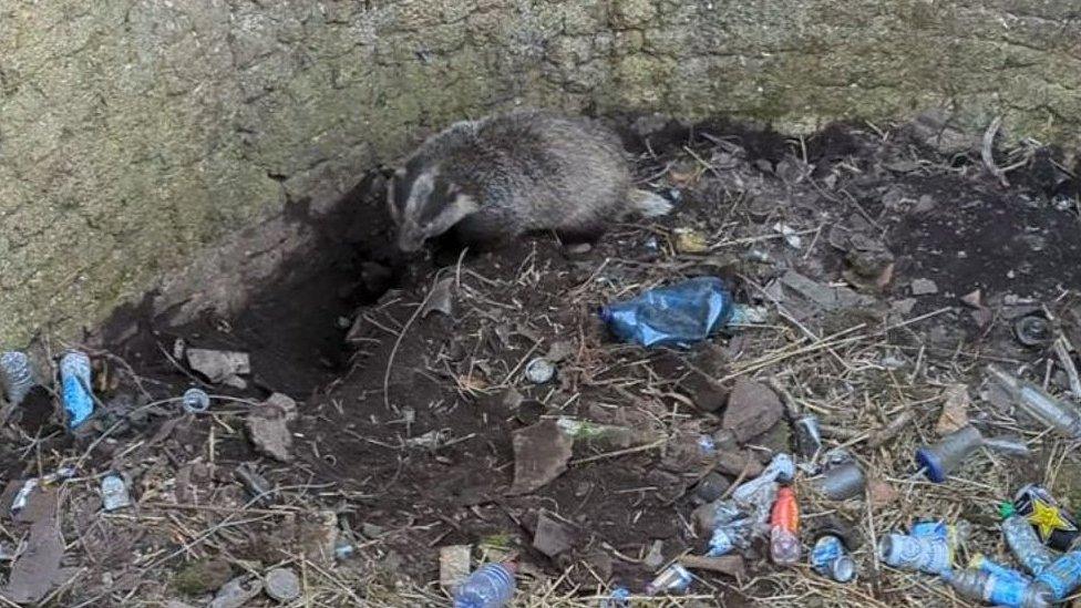 A badger in an old pit surrounded by rubbish