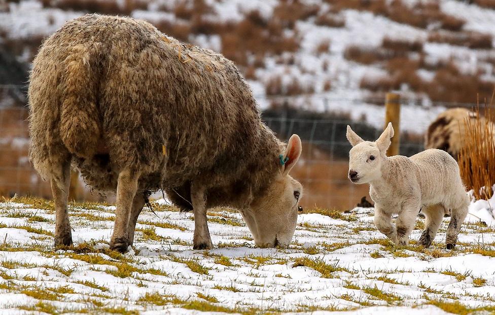 Sheep and lamb in the snow