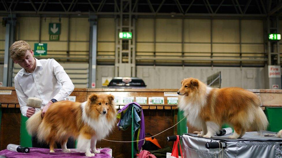 Shetland sheepdogs