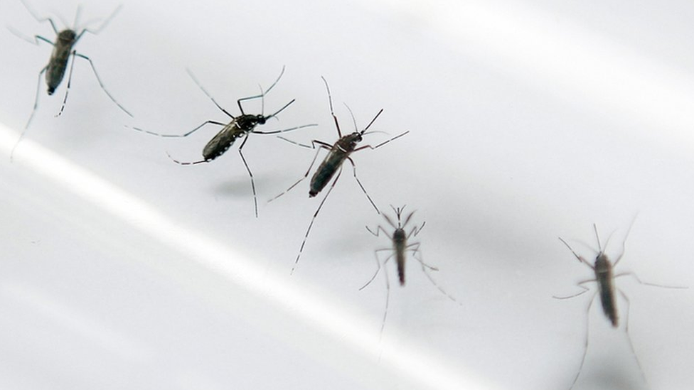 dengue