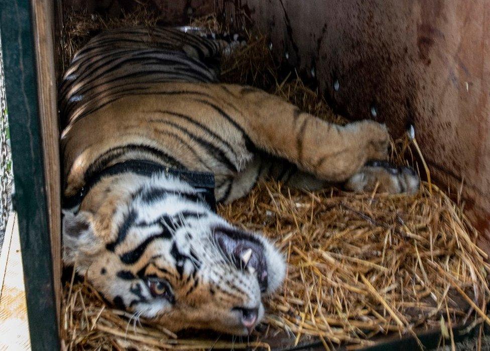 The tiger lies on a bed of dry grass inside the cage