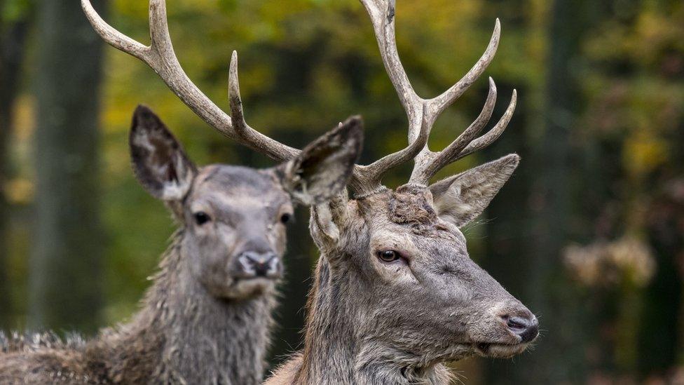 female-deer-in-woods