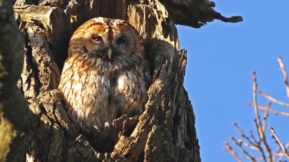 Tawny owl