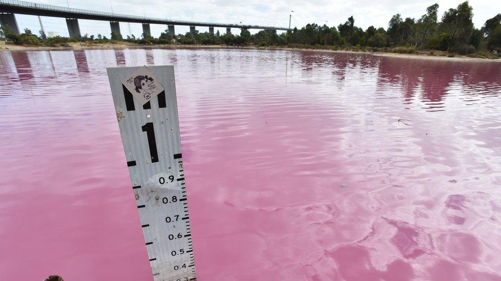 General view of the pink lake at Westgate Park, Melbourne, Australia, 26 March 2019. Water in the lake at Westgate park has turned pink due to high salt levels and has become a popular tourist destination